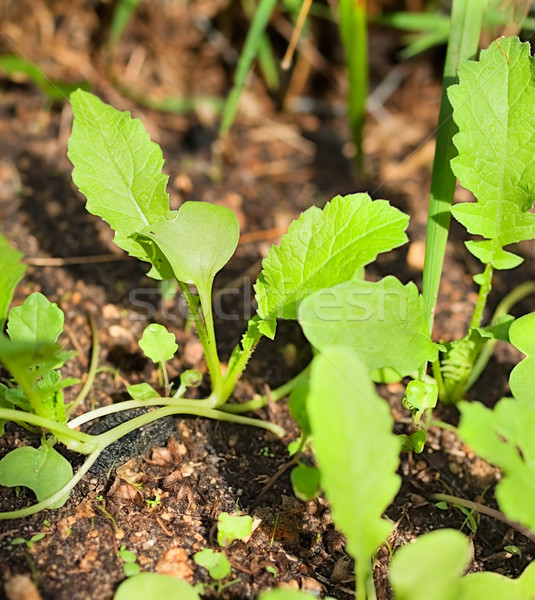 Organic Seedlings emerge from soil Stock photo © sherjaca