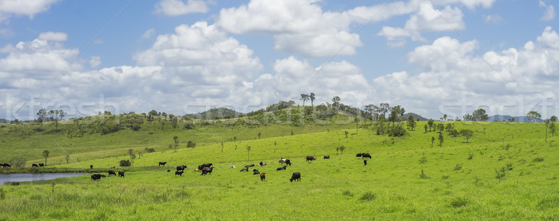 Landwirtschaft Rindfleisch Rinder Landwirtschaft Queensland Stock foto © sherjaca