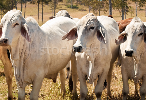 Foto stock: Três · cinza · carne · vacas · australiano · gado