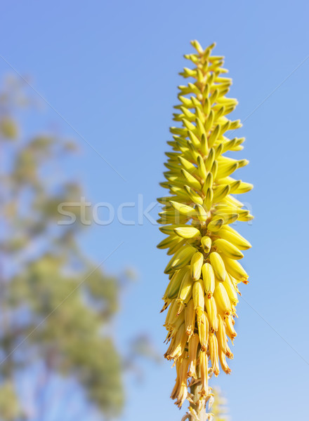 żółty aloesu kwiaty wysoki Błękitne niebo tle Zdjęcia stock © sherjaca