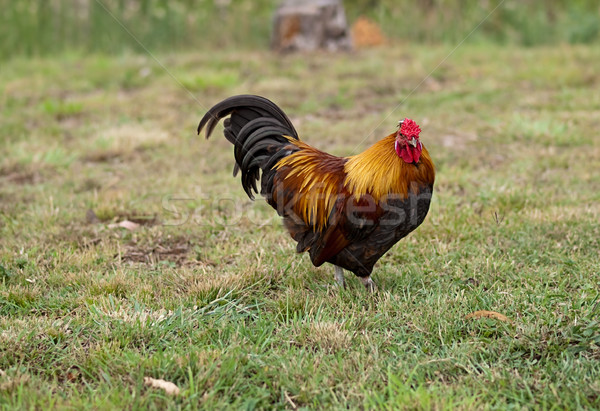 Rooster male silkie pekin cross free range poultry Stock photo © sherjaca