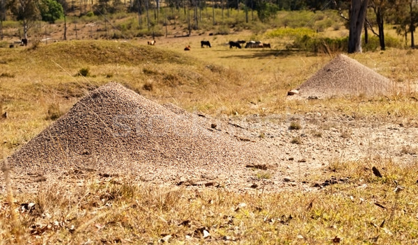 Australian taur furnici cuib granit rural Imagine de stoc © sherjaca