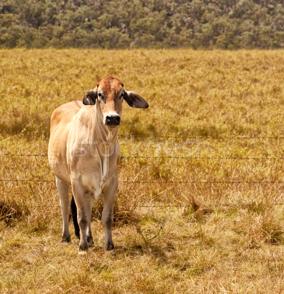 Młodych krowy bydła ranczo dziedzinie Zdjęcia stock © sherjaca