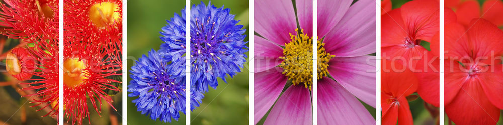 Stock photo: Panoramic floral flower banner