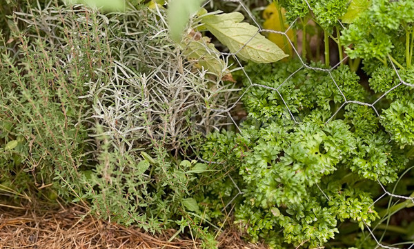 Giardino delle erbe strigliare impianto prezzemolo sani Foto d'archivio © sherjaca