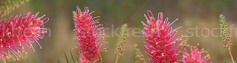 Stockfoto: Australisch · wildflower · banner · panorama · natuur · roze