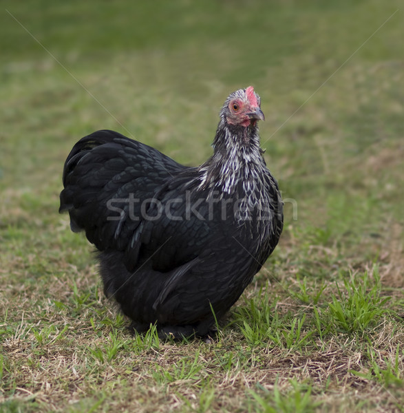 [[stock_photo]]: Noir · poule · volaille · oeufs · poulet