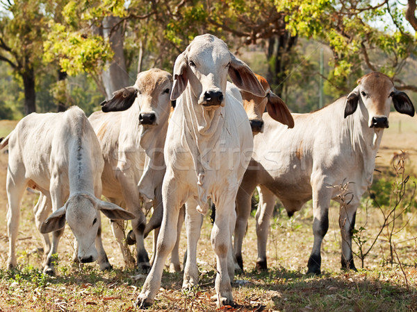 Jeunes troupeau ranch boeuf bovins Photo stock © sherjaca