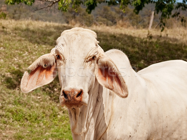 Foto d'archivio: Giovani · bianco · mucca · ranch · farm