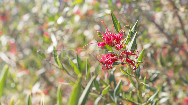 Ausztrál vadvirág őslakos cserje bokeh színes Stock fotó © sherjaca