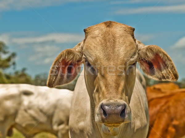 Australian beef cattle charolais bred for meat Stock photo © sherjaca