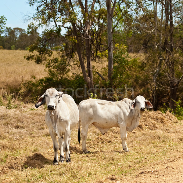 Stockfoto: Twee · grijs · koeien · vee · boerderij · gratis