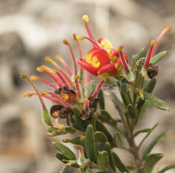 Grevillea Fireworks red flower australian native wildflower plant Stock photo © sherjaca