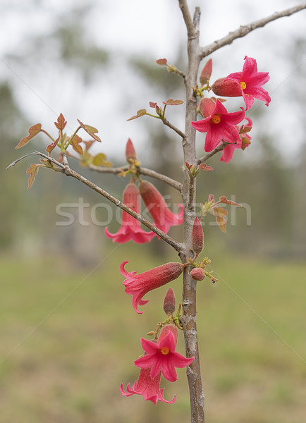 Mały kwiaty australijczyk tubylec wiosną Zdjęcia stock © sherjaca