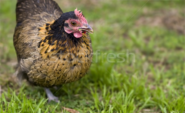 ücretsiz tavuk organik kümes hayvanları gıda Stok fotoğraf © sherjaca