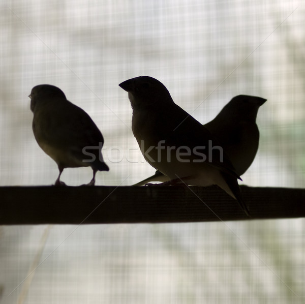 silhouette birds on perch finches Stock photo © sherjaca
