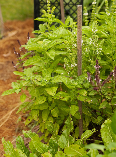 Organic gardening growing fresh healthy basil and spinach beet Stock photo © sherjaca