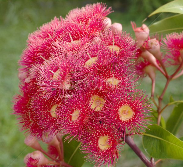 eucalyptus summer red australian native  Stock photo © sherjaca