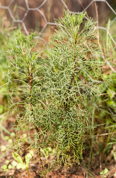 Wormwood herb Absinthe Artemisia absinthium Stock photo © sherjaca