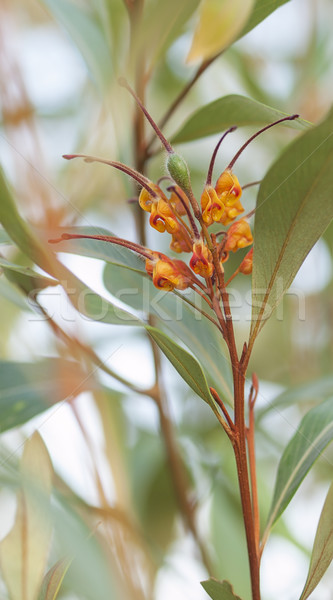 Australian native wild flower Grevillea  Stock photo © sherjaca