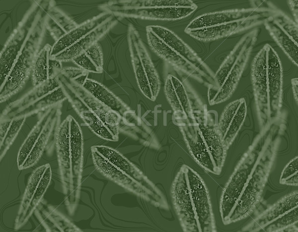 Australijczyk guma liści wzór zielone tapety Zdjęcia stock © sherjaca