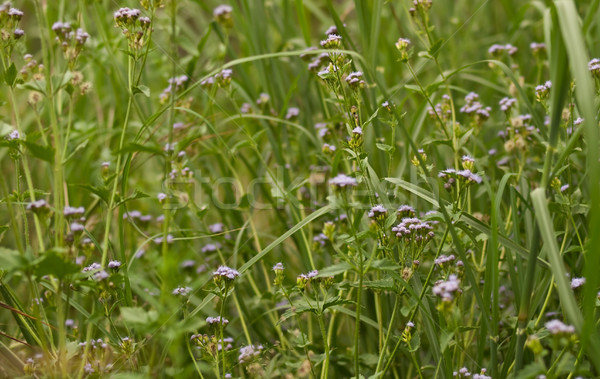 Grünen Vegetation natürlichen Umwelt flora Gras Stock foto © sherjaca