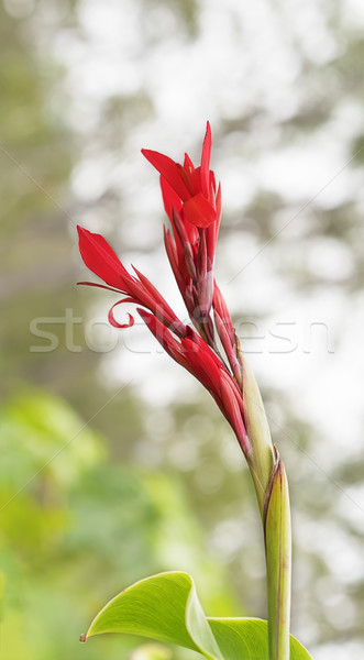 Canna edulis red arrowroot flower Stock photo © sherjaca