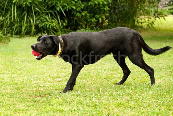 Siyah erkek avustralya köpek çalışma oynama Stok fotoğraf © sherjaca