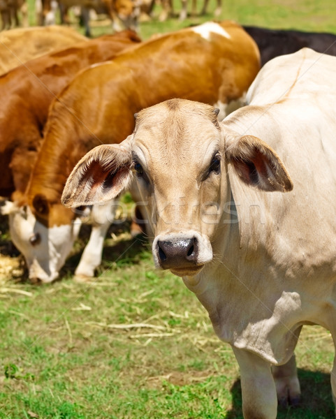 Boeuf bovins troupeau brun blanche Photo stock © sherjaca