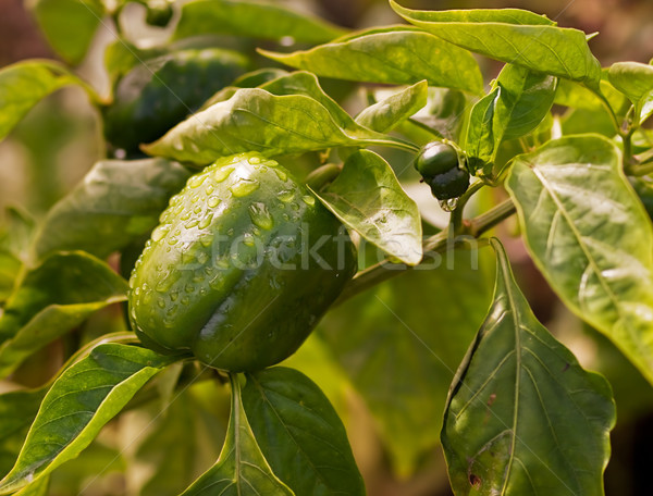 Fresh green produce growing capsicum Stock photo © sherjaca