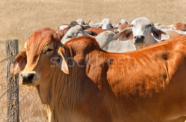 Australian beef herd brown brahman cattle live animals Stock photo © sherjaca