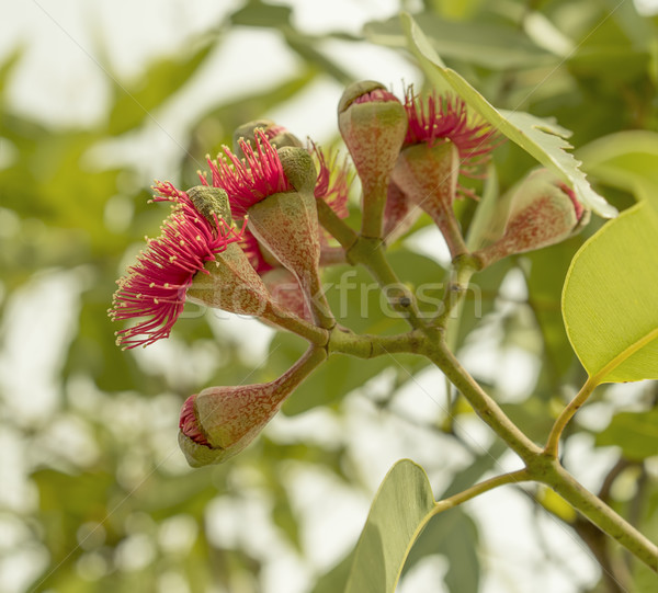 Florescimento etapa australiano reprodução icônico vermelho Foto stock © sherjaca