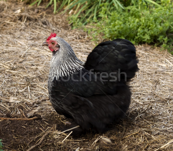 Birchen Cochin, black and white bantam pekin hen  Stock photo © sherjaca