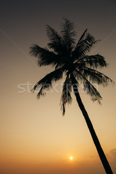 sunset with palm silhoutte Stock photo © shevtsovy