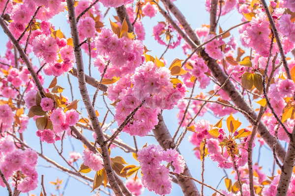 Blooming double cherry blossom tree and blue sky Stock photo © shihina