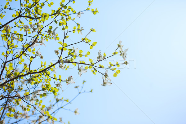 White flowering dogwood tree (Cornus florida) in bloom in sunlight Stock photo © shihina