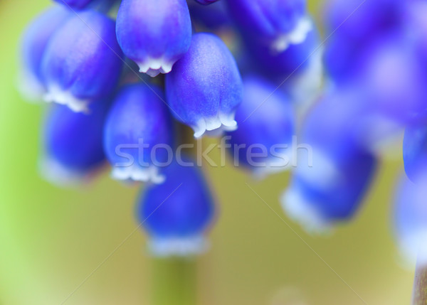 Close-up of flowers of Muscari Stock photo © shihina