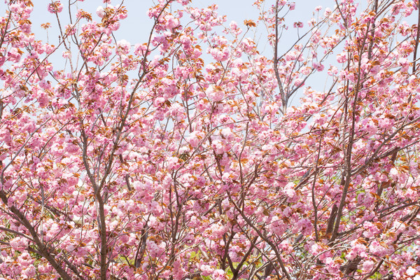 Booming double cherry blossom branches in the blue sky Stock photo © shihina
