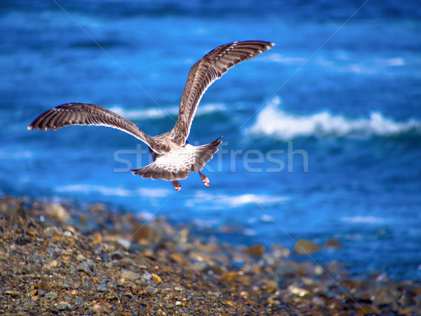 Back of herring gull flying at the coast line Stock photo © shihina