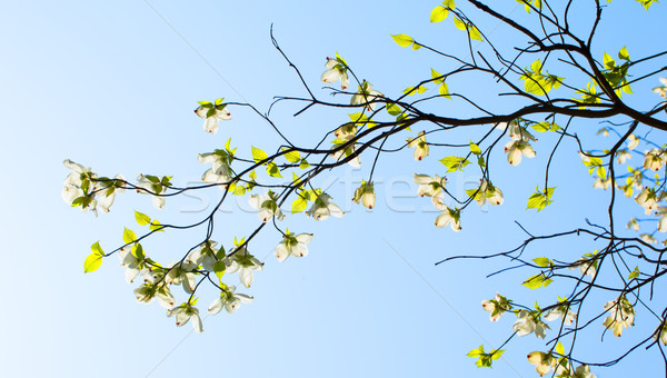 Branches of dogwood (Cornus florida) and blue sky Stock photo © shihina