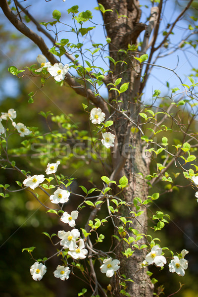White flowering dogwood tree (Cornus florida), Japan Stock photo © shihina
