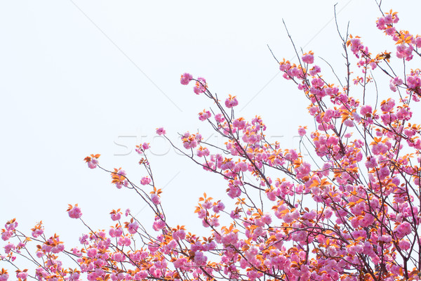 Blooming double cherry blossom tree and sky Stock photo © shihina