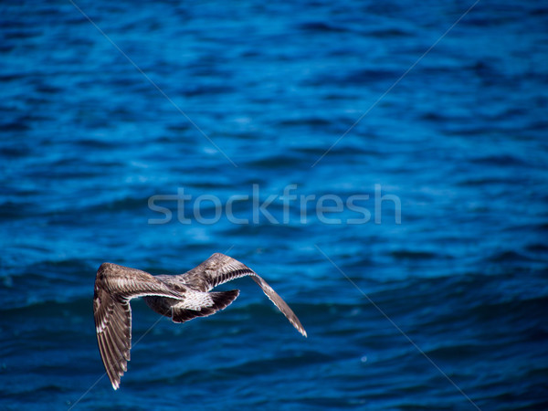 Back of herring gull flying at the coast line Stock photo © shihina