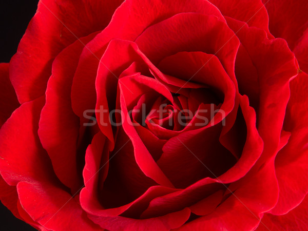 Close up of beautiful velvet red rose Stock photo © shihina