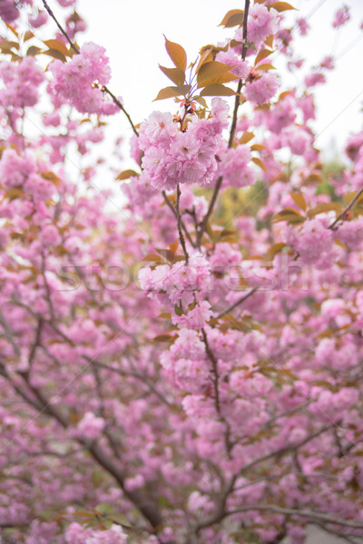 Blooming double cherry blossom tree and sky Stock photo © shihina