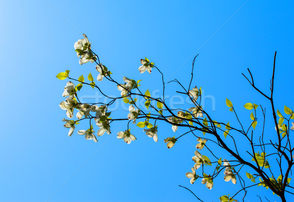 White flowering dogwood tree (Cornus florida) in bloom in sunlight Stock photo © shihina