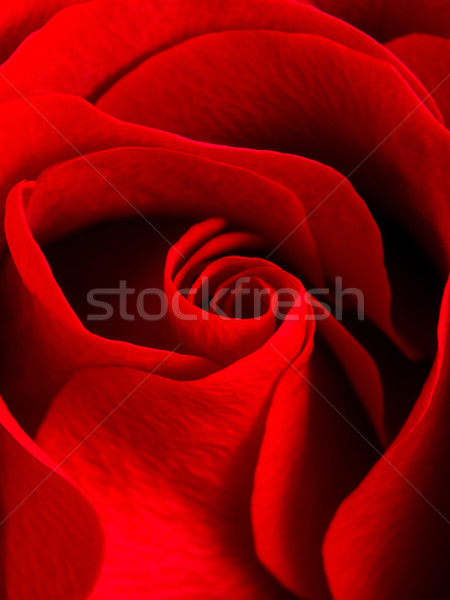 Güzel kadife kırmızı gül kalp dizayn Stok fotoğraf © shihina