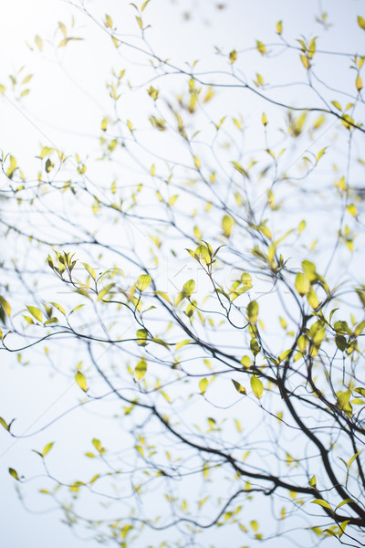 Fresh leaves of dogwood (Cornus florida) and sunshine Stock photo © shihina