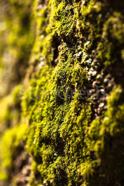 Green moss texture Stock photo © shihina