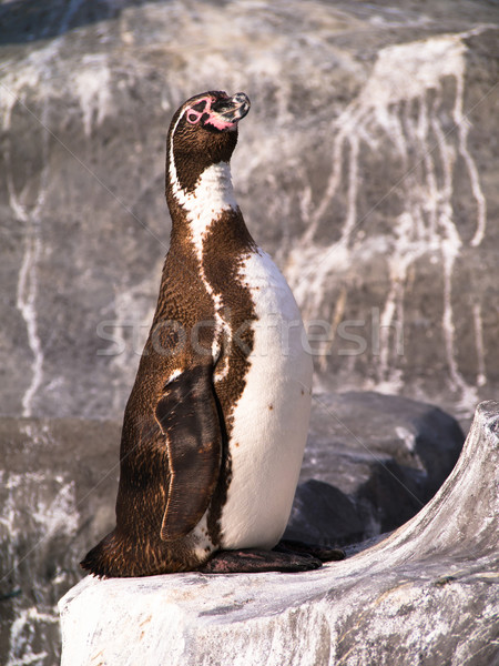 Face of a Humboldt penguin Stock photo © shihina